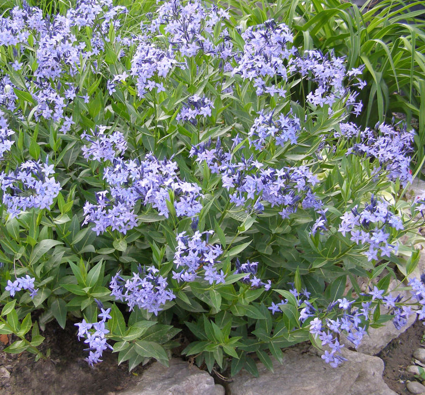 Blue Ice Blue Star Natorp's Online Plant Store